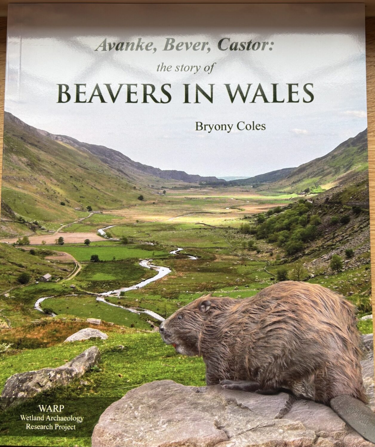 Avanke, Bever, Castor: the story of Beavers in Wales - Bryony Coles